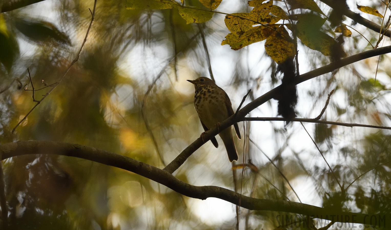 Catharus guttatus faxoni [400 mm, 1/1000 sec at f / 7.1, ISO 1600]